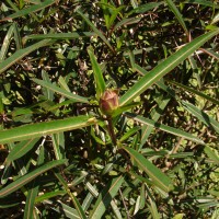 Barleria lupulina Lindl.